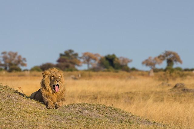 019 Botswana, Okavango Delta.jpg